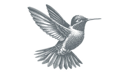 hummingbird vector | bird vector | hummingbird illustration | hummingbird silhouette | hummingbird tattoo | hummingbird engraving | hummingbird drawing
