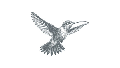 hummingbird vector | bird vector | hummingbird illustration | hummingbird silhouette | hummingbird tattoo | hummingbird engraving | hummingbird drawing