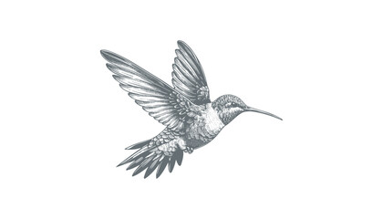 hummingbird vector | bird vector | hummingbird illustration | hummingbird silhouette | hummingbird tattoo | hummingbird engraving | hummingbird drawing