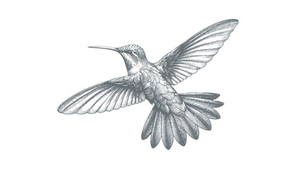 Obraz premium hummingbird vector | bird vector | hummingbird illustration | hummingbird silhouette | hummingbird tattoo | hummingbird engraving | hummingbird drawing