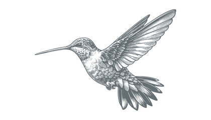 hummingbird vector | bird vector | hummingbird illustration | hummingbird silhouette | hummingbird tattoo | hummingbird engraving | hummingbird drawing