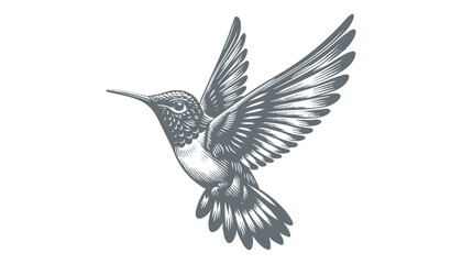 hummingbird vector | bird vector | hummingbird illustration | hummingbird silhouette | hummingbird tattoo | hummingbird engraving | hummingbird drawing