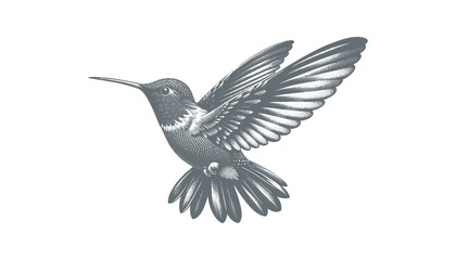 hummingbird vector | bird vector | hummingbird illustration | hummingbird silhouette | hummingbird tattoo | hummingbird engraving | hummingbird drawing