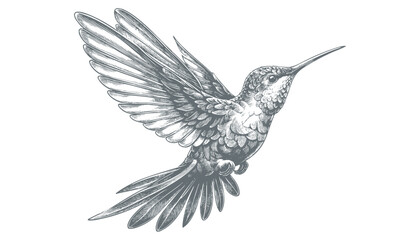 hummingbird vector | bird vector | hummingbird illustration | hummingbird silhouette | hummingbird tattoo | hummingbird engraving | hummingbird drawing