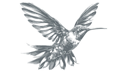 hummingbird vector | bird vector | hummingbird illustration | hummingbird silhouette | hummingbird tattoo | hummingbird engraving | hummingbird drawing