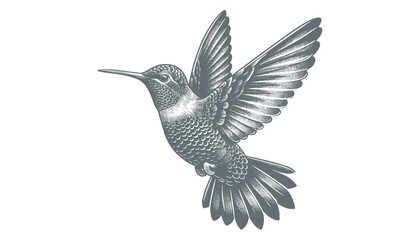 hummingbird vector | bird vector | hummingbird illustration | hummingbird silhouette | hummingbird tattoo | hummingbird engraving | hummingbird drawing