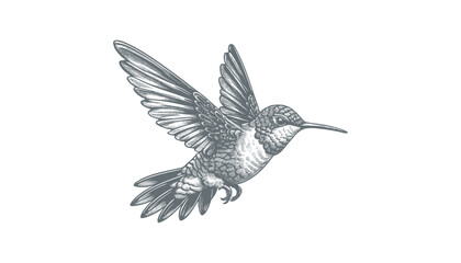 Obraz premium hummingbird vector | bird vector | hummingbird illustration | hummingbird silhouette | hummingbird tattoo | hummingbird engraving | hummingbird drawing