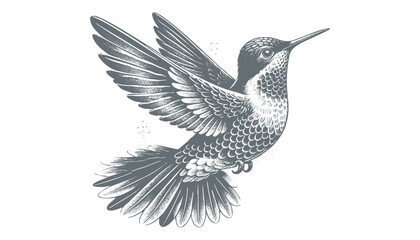 hummingbird vector | bird vector | hummingbird illustration | hummingbird silhouette | hummingbird tattoo | hummingbird engraving | hummingbird drawing