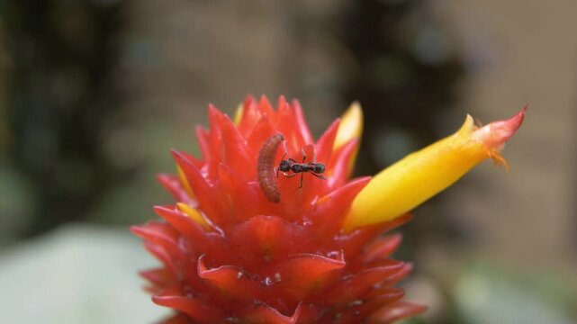 red flower macro with ant eating