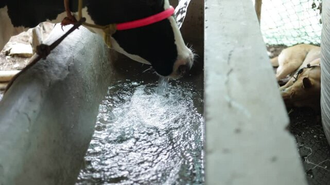 Cow drinking water from a trough