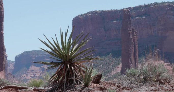 Canyon De Chelly Spider Rock with Yucca