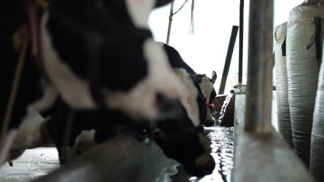Cow drinking water from a trough