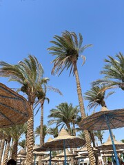 Sunlit Palm Leaves Against the Sky