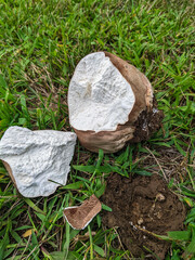 Puffball Mushroom torn open on the grass to reveal the white inside