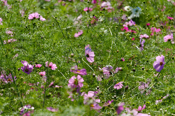 秋に咲くコスモスの群生