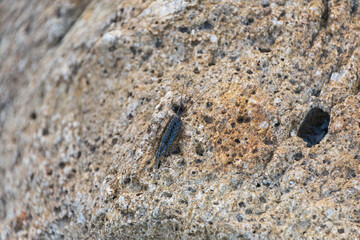 岩肌にとまるフナムシ