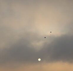 birds in the sky