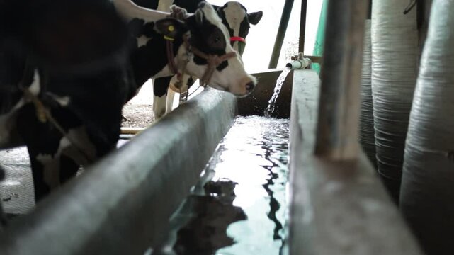 A cow quenching its thirst at a serene water trough on a sunny farm day