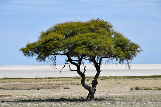 Afryka - drzewo i krajobraz wyschniętego wielkiego słonego jeziora w parku Etosha w Namibii - południowa Afryka