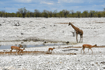 Dzikie zwierzęta w poszukiwaniu wodopoju - safari w parku Etosha w Afryce - Namibia