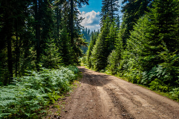 Dirt road through lush green forest with sunlight filtering through