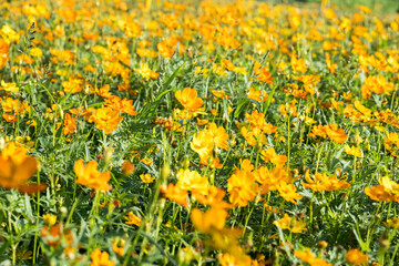 Obraz premium Beautiful sulfur cosmos (cosmos sulphureus) flowers.