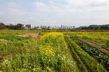 field of yellow flowers in spring