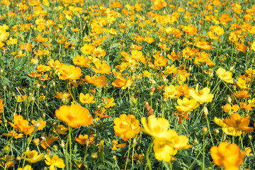 Obraz premium Beautiful sulfur cosmos (cosmos sulphureus) flowers.