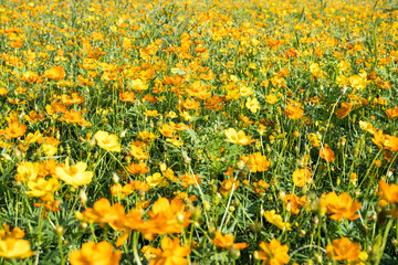 Obraz premium Beautiful sulfur cosmos (cosmos sulphureus) flowers.