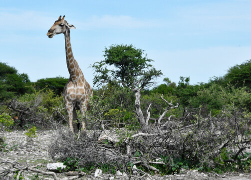 Fototapeta Młoda żyrafa na safari w Afryce - park Etosha - Namibia