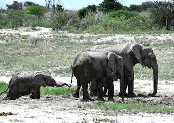 Słonie w parku Etosha - safari w Namibii - Afryka