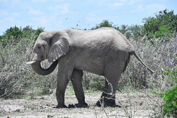 Słoń afrykański na safari w Afryce - Namibia Park Etosha