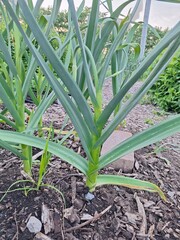 closeup of garlic plant's leaves