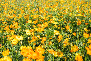Obraz premium Beautiful sulfur cosmos (cosmos sulphureus) flowers.