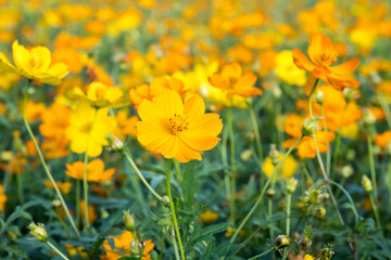 Beautiful sulfur cosmos (cosmos sulphureus) flowers.