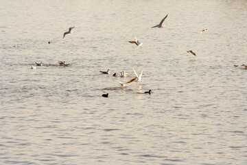 Naklejka premium A picturesque scene of various birds gracefully flying over the shimmering water, creating a tranquil atmosphere that highlights nature's beauty and wildlife.