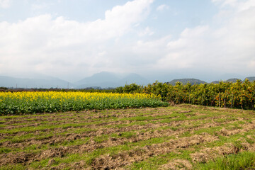 rural landscape in china