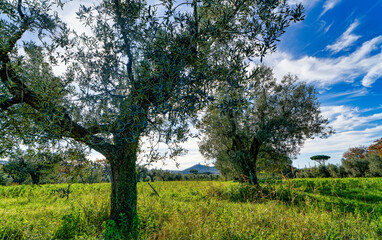 Panorama over a field of olive trees in the Tuscan countryside near Bolgheri in Castagneto Carducci Tuscany Italy