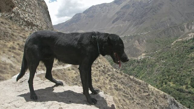 dog standing at colca canyo watching humans