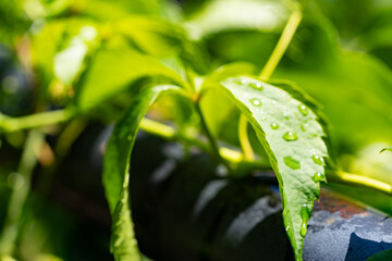 Very beautiful looking and colorful natural wonder flower shot outdoors