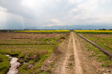Obraz premium field of yellow flower in village