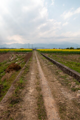 field of yellow flower in village