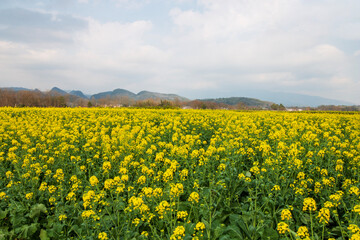 rural landscape in china