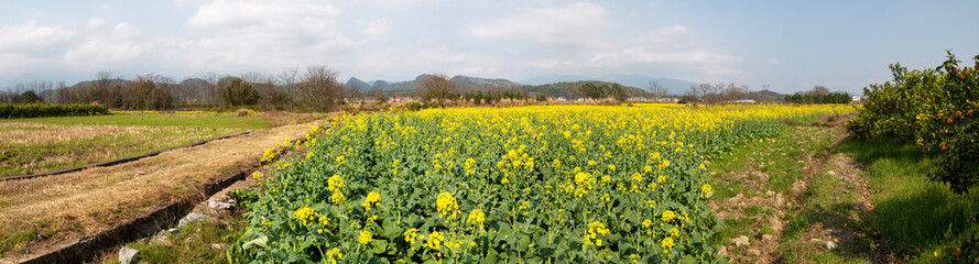 rural landscape in spring