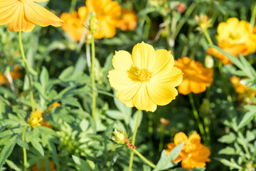 Beautiful sulfur cosmos (cosmos sulphureus) flowers.