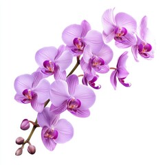 Fototapeta premium Delicate Purple Orchid Blooming in Soft Light with Graceful Petals and Intricate Patterns, Ideal for Floral Arrangements and Nature Photography