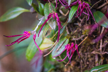 Bulbophyllum nipondhii Seidenf. beautiful rare wild orchid in tropical forest of Thailand.