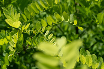 Very beautiful looking and colorful natural wonder flower shot outdoors