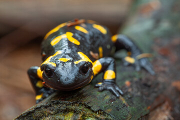 Fire salamander
