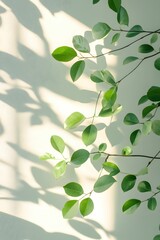 Serene Green Leaves on Branches Casting Soft Shadows on a Textured Wall in Gentle Sunlight
